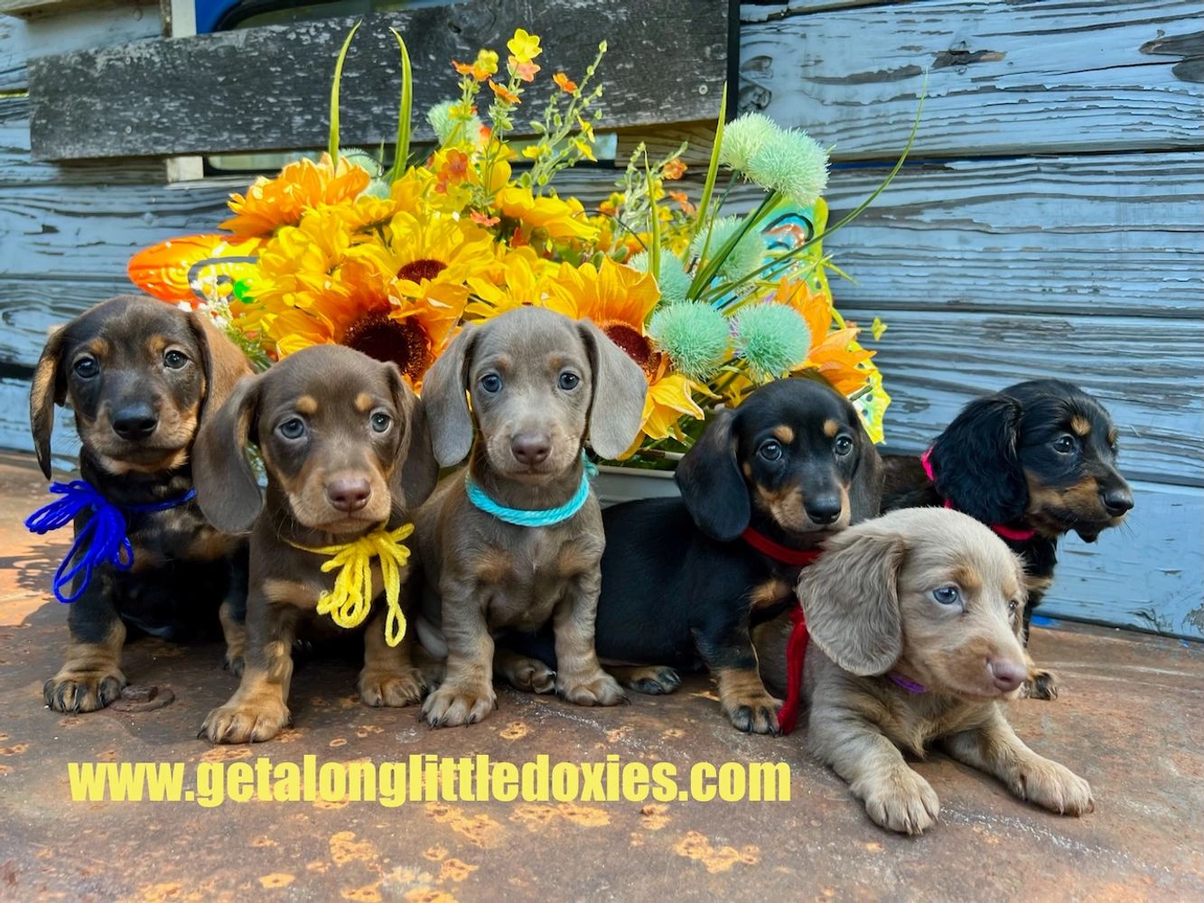 how much are long haired miniature dachshund puppies