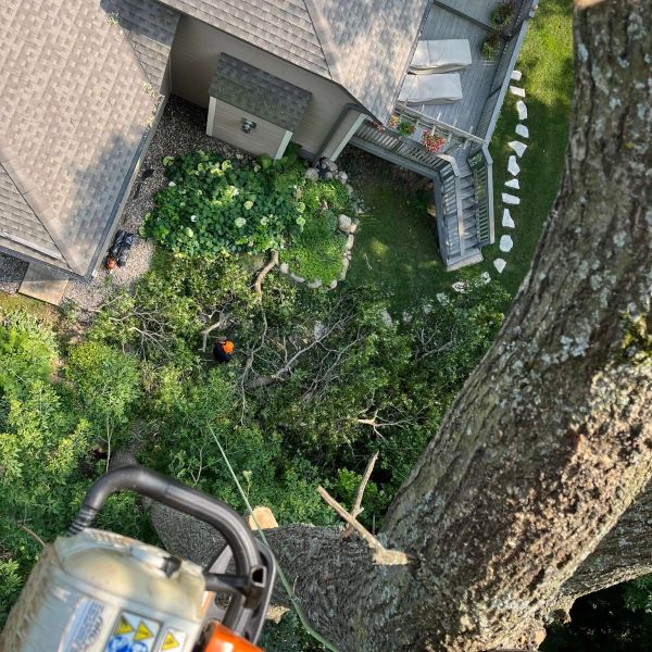 Tree cutting from a high vantage point with a chainsaw in view.