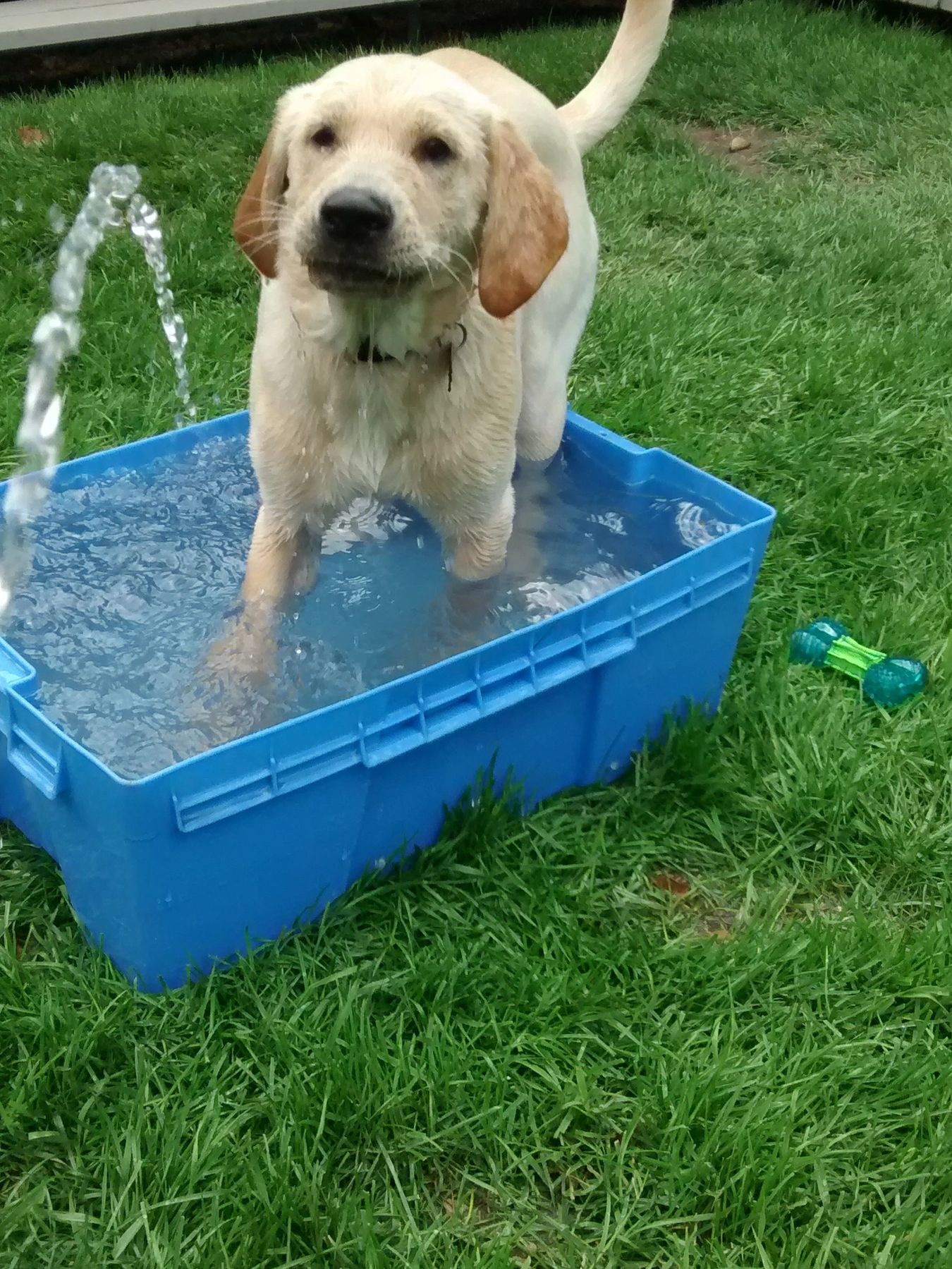 All About the Dog: Dog-Care Services dog grooming listing photo