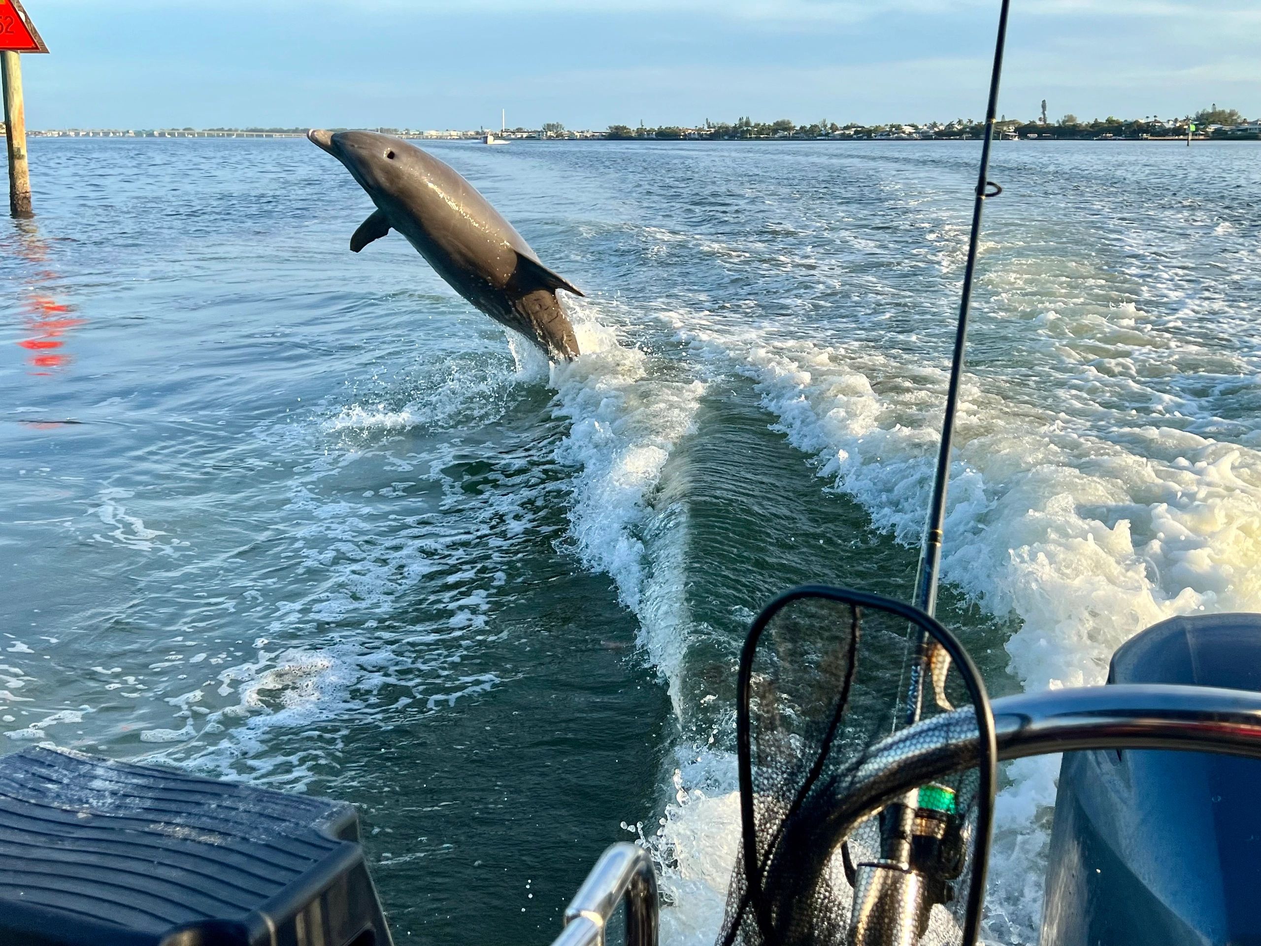 anna maria island dolphin tour