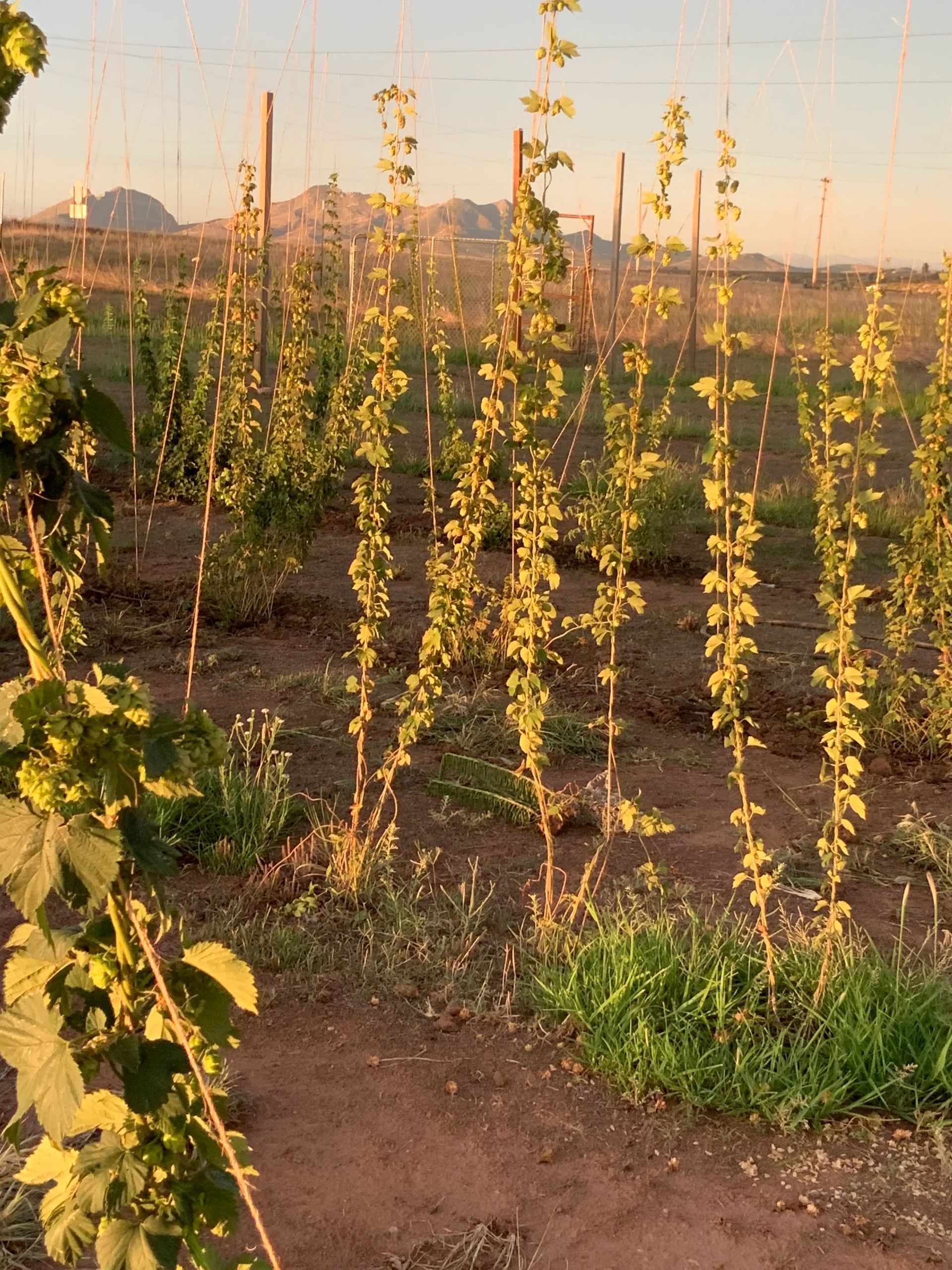 COPPER HOP RANCH FARM & MICROBREWERY