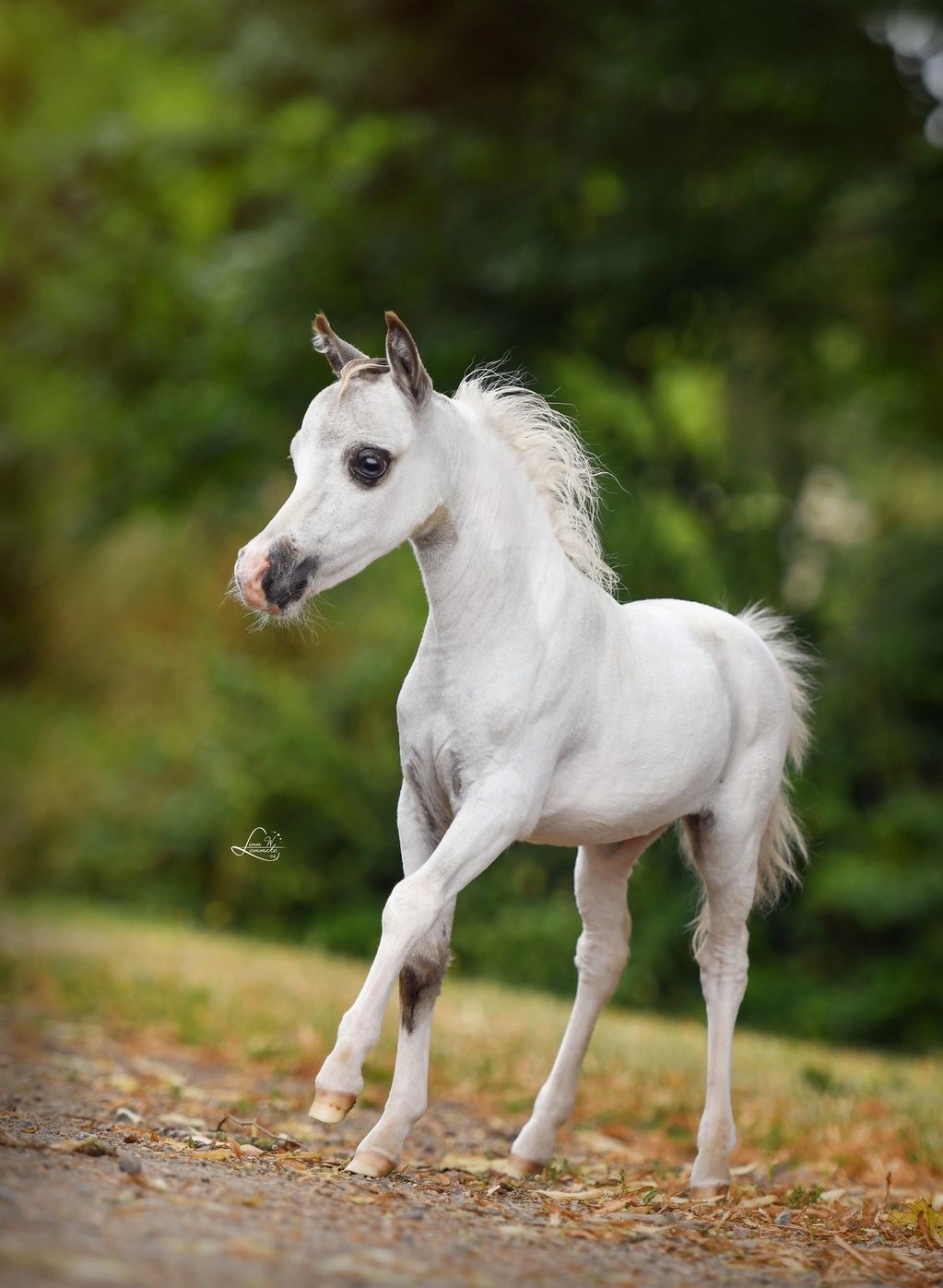 Apaixonadas por cavalos, iniciamos a criação com uma exclusiva seleção de Mini Horses campeões.