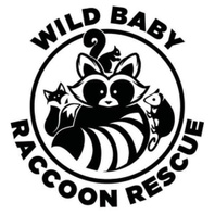 Wild Baby Raccoon Rescue