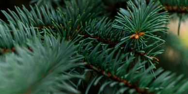 Easland Tree Farm
Brodhead, WI
Spruce & Balsam Fir Pre-cut trees.
Cut your own Christmas tree.