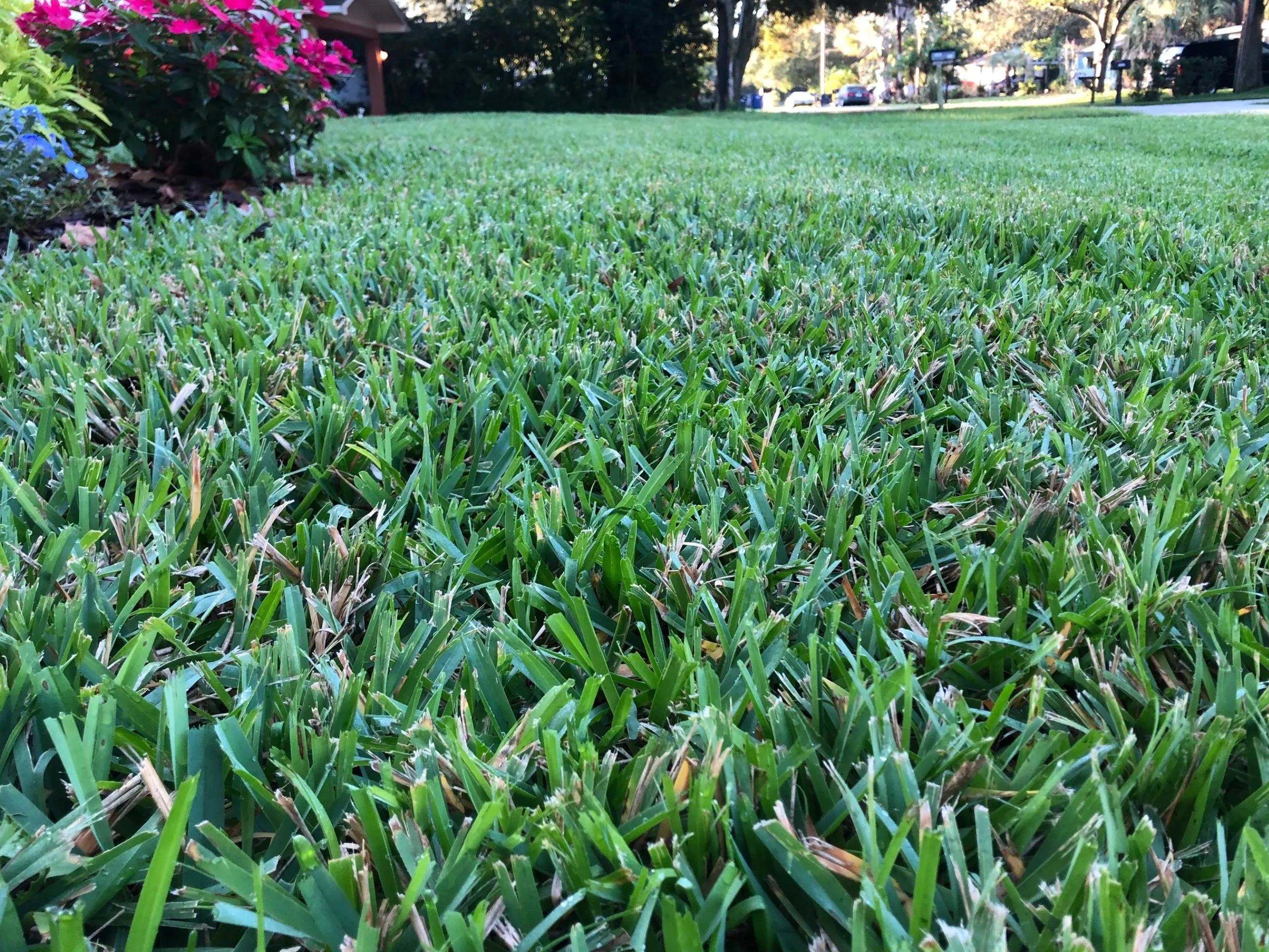 Sod Installation Coastal Sod Tampa, Florida