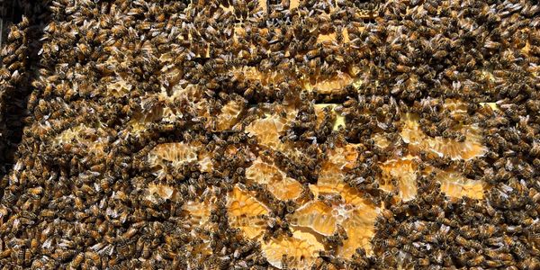 Queen Bee: Creston Bee Company - Edible San Luis Obispo