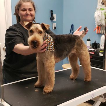 Dog on board at grooming salon