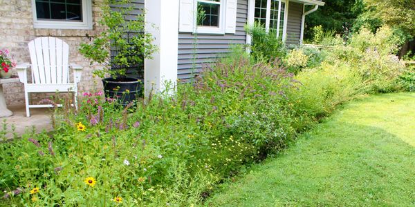 Wildflower garden in front of  house. Sustainable landscaping, native plants