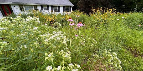 Wildflower garden in front of a house with various blooming flowers.