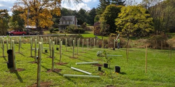 Young trees are being planted in a grassy field near a house during autumn.