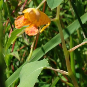Close-up of a yellow-orange flower with green leaves in natural sunlight.