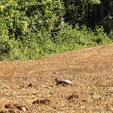 A tortoise walking on dry grass near dense green bushes.