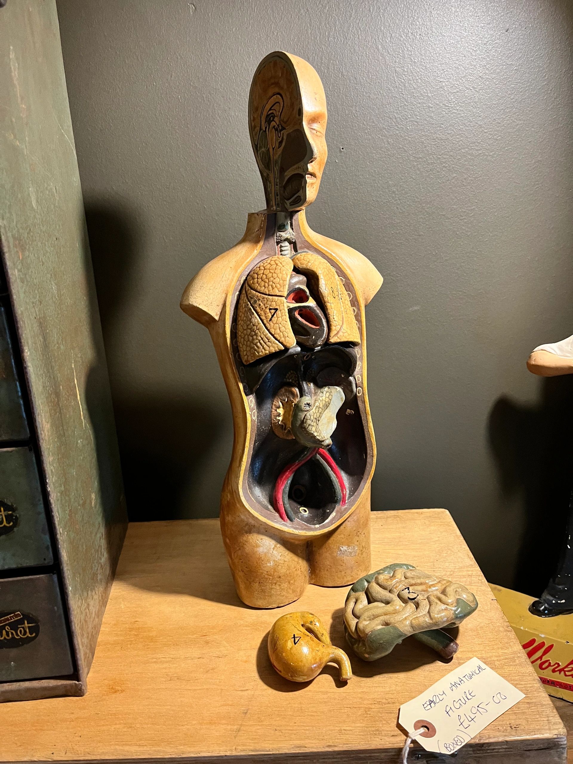 Anatomical torso display with case