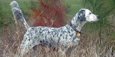 Hannibal Bird dog story