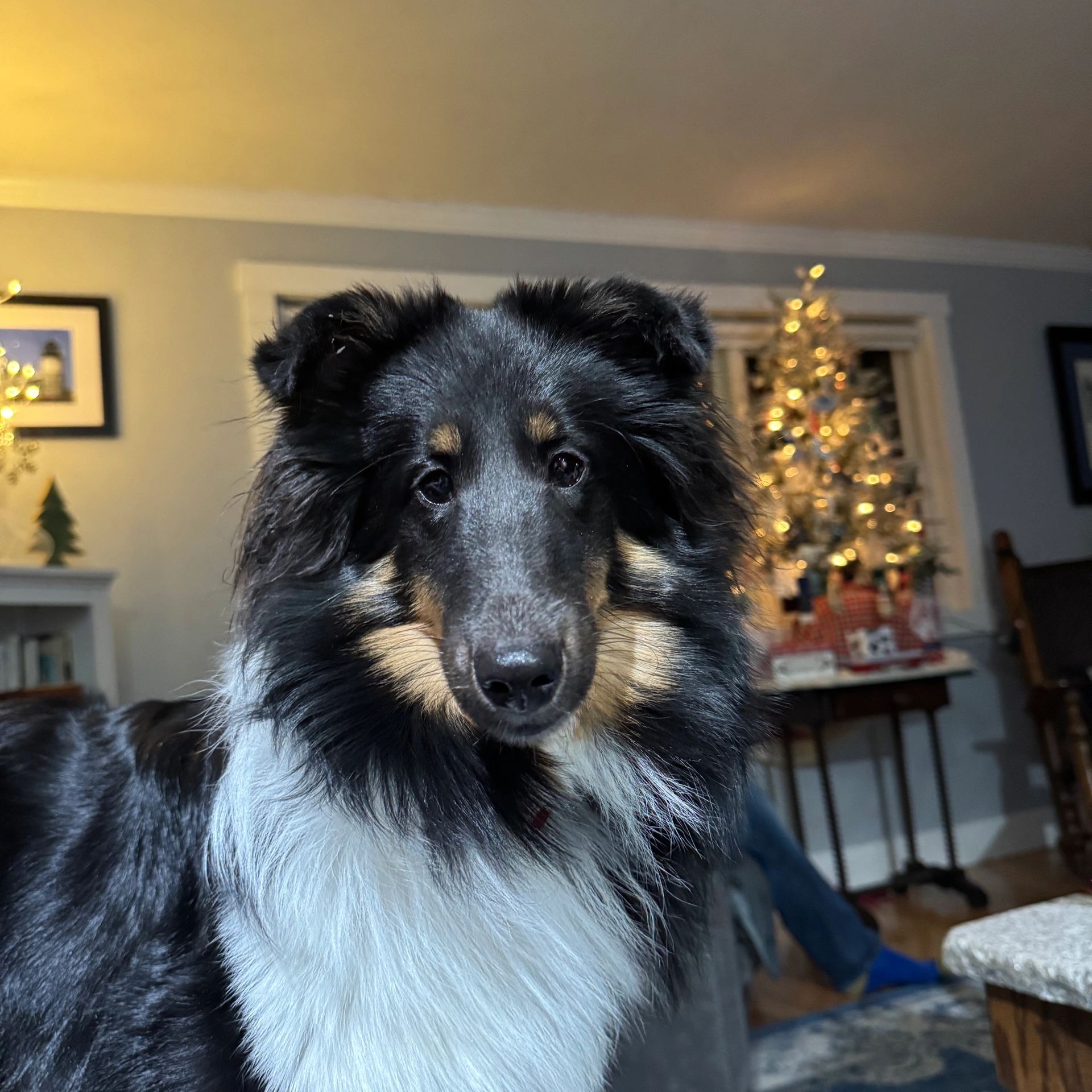 Close-up of a fluffy black and white dog indoors with a decorated Christmas tree in the background.