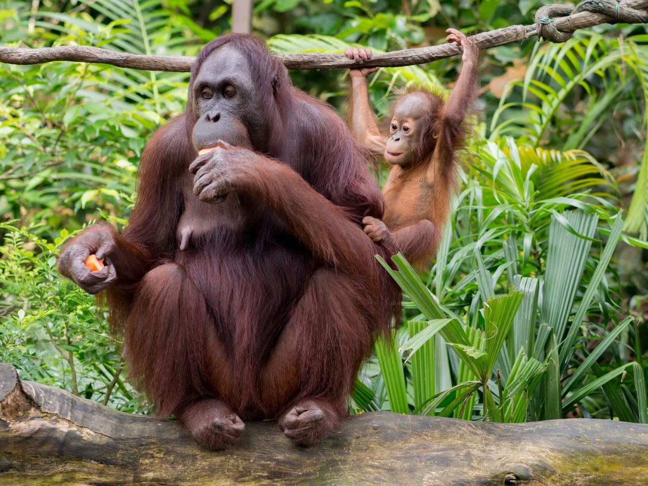 Young Orangutan Young Orangutan