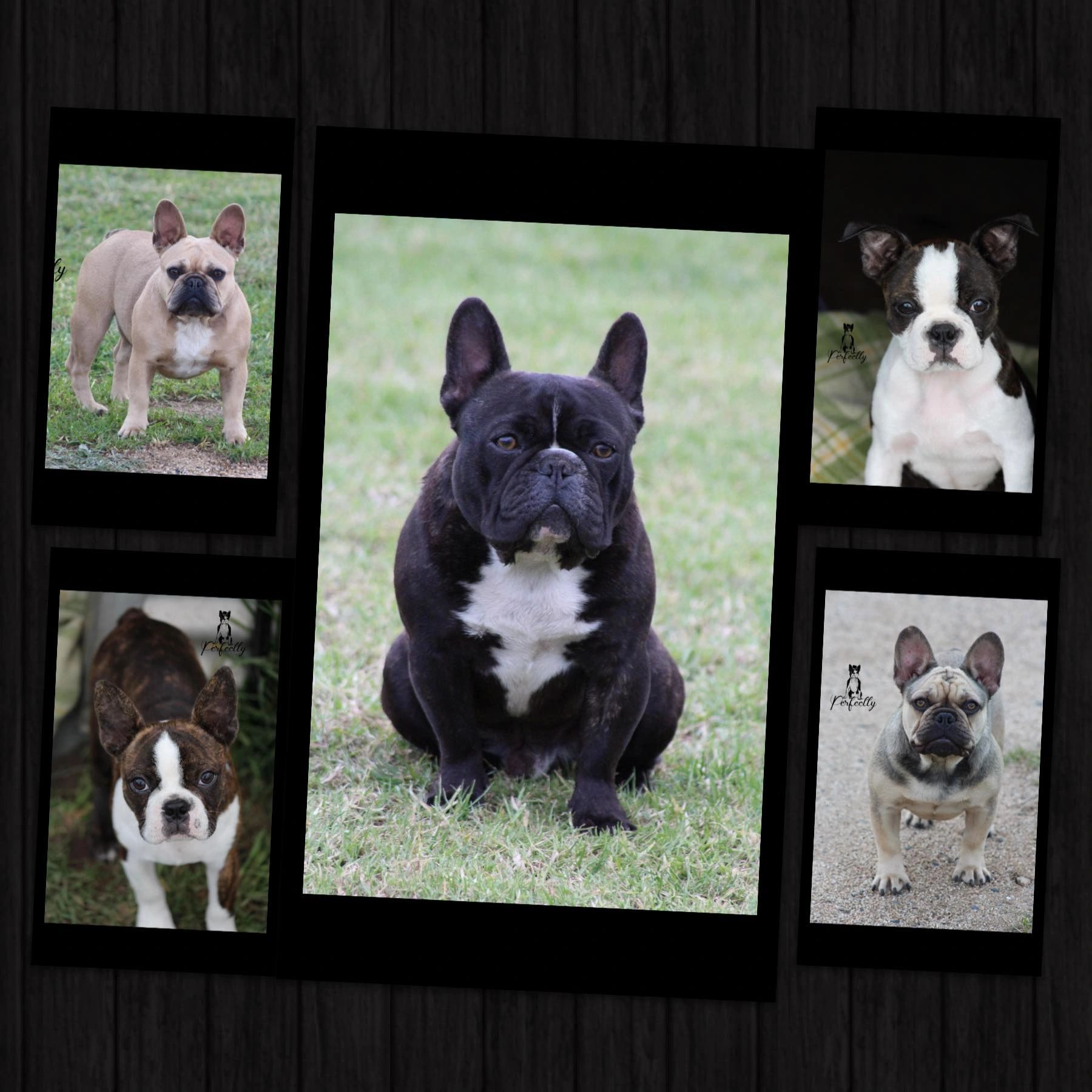 boston terrier breeders nsw