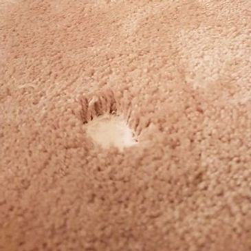 Moth Damage | Carpet Damage Limitation