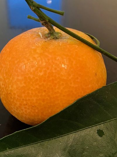 Bright and zesty Corsican clementines, a feast for the eyes - The orange peel and the green leaves