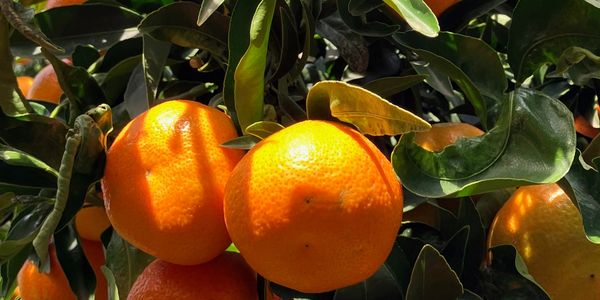 Close-up of succulent Corsican clementines on a tree prior to hand harvesting by experts