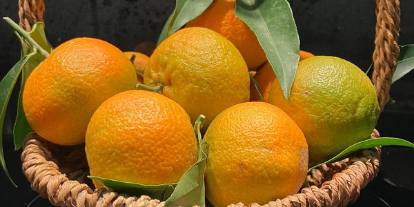 Fresh and juicy Corsican clementines ready to be enjoyed
