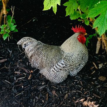 Plymouth Rock
two grey hens with black-and-white barred plumage
Hens, barred plumage
Conservation st