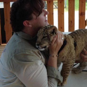 Heidi communicating with a LiLiger cub in Oklahoma. 