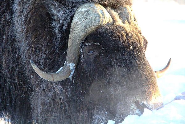 Ox in Alaska