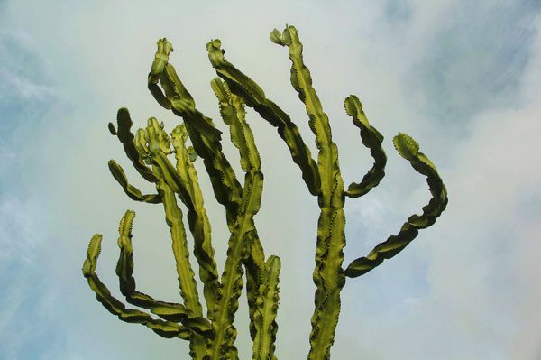 Cereus Cactus