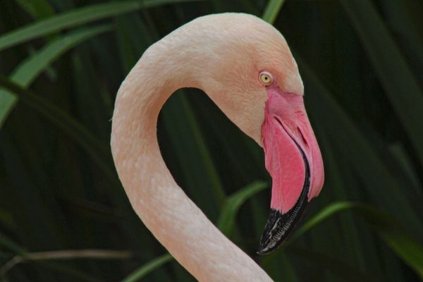 Close-up of a flamingo's head and neck against a dark leafy background.