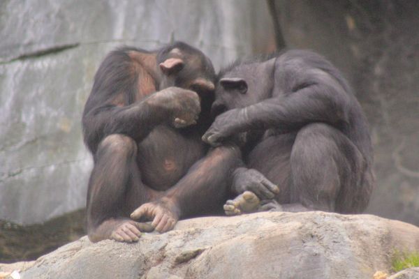 Two chimpanzees sitting closely, appearing to groom each other.