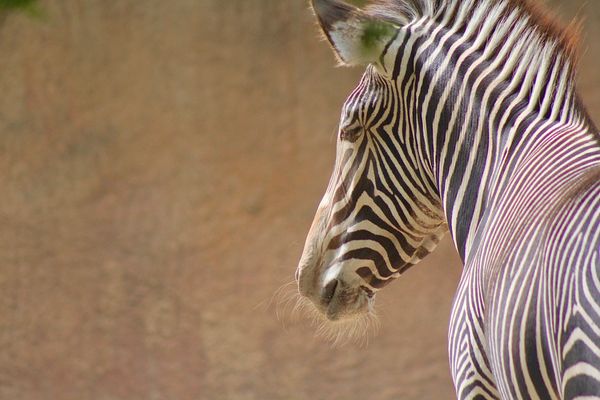 Zebra Stare