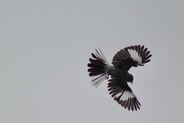 A bird with spread wings in mid-flight against a gray sky.