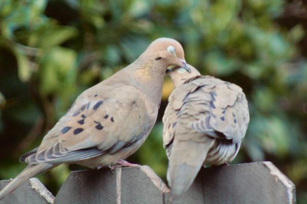 Two doves perched closely on a wooden fence, appearing affectionate.