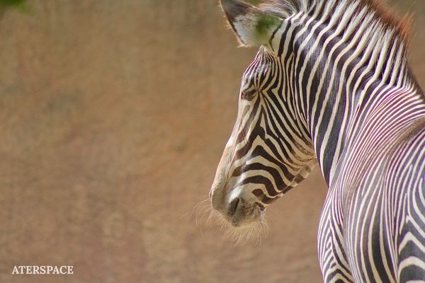 Zebra Stare