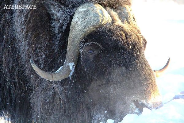 Ox in Alaska
