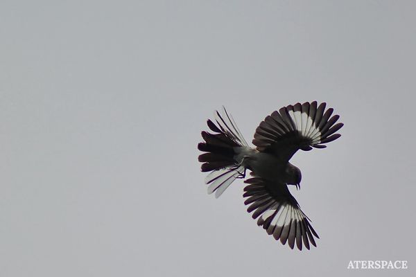 A bird with spread wings in mid-flight against a gray sky.