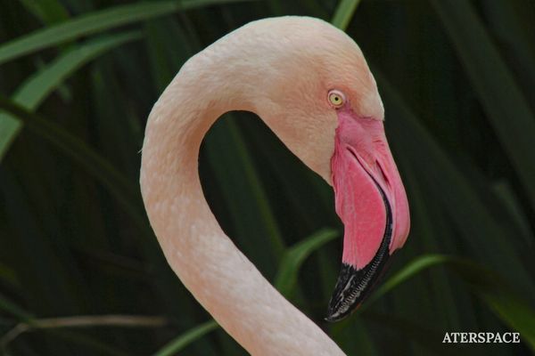 Close-up of a flamingos head and neck against a dark leafy background.