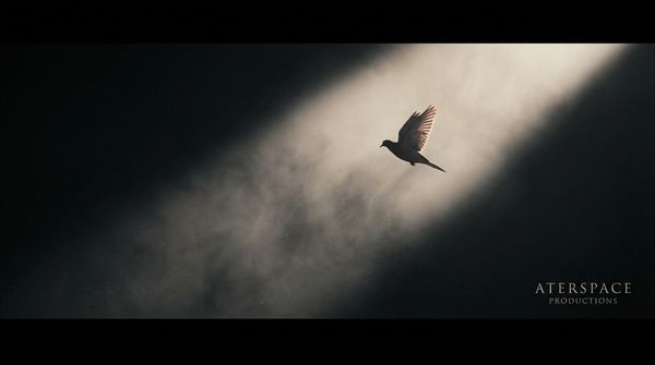 Inspired by a pair of mourning doves that unexpectedly arrived in our garden.