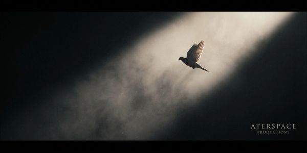Bird flying through a ray of light in a dark space.