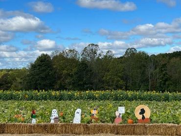 sunflower field