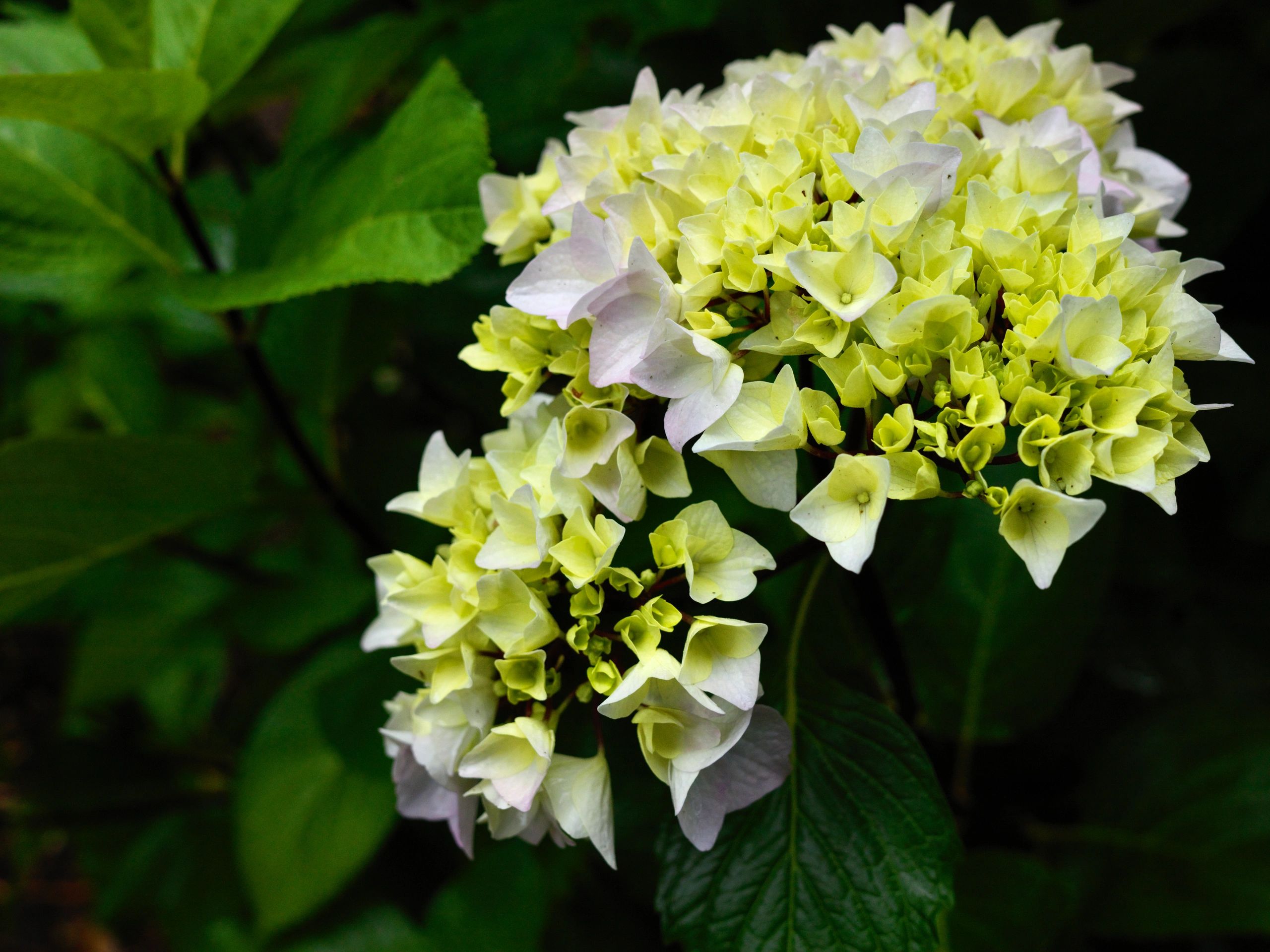Hydrangea - Hasselblad CFVII 50C / 907x; XCD 45P; ISO200; 1/640th at F6.8