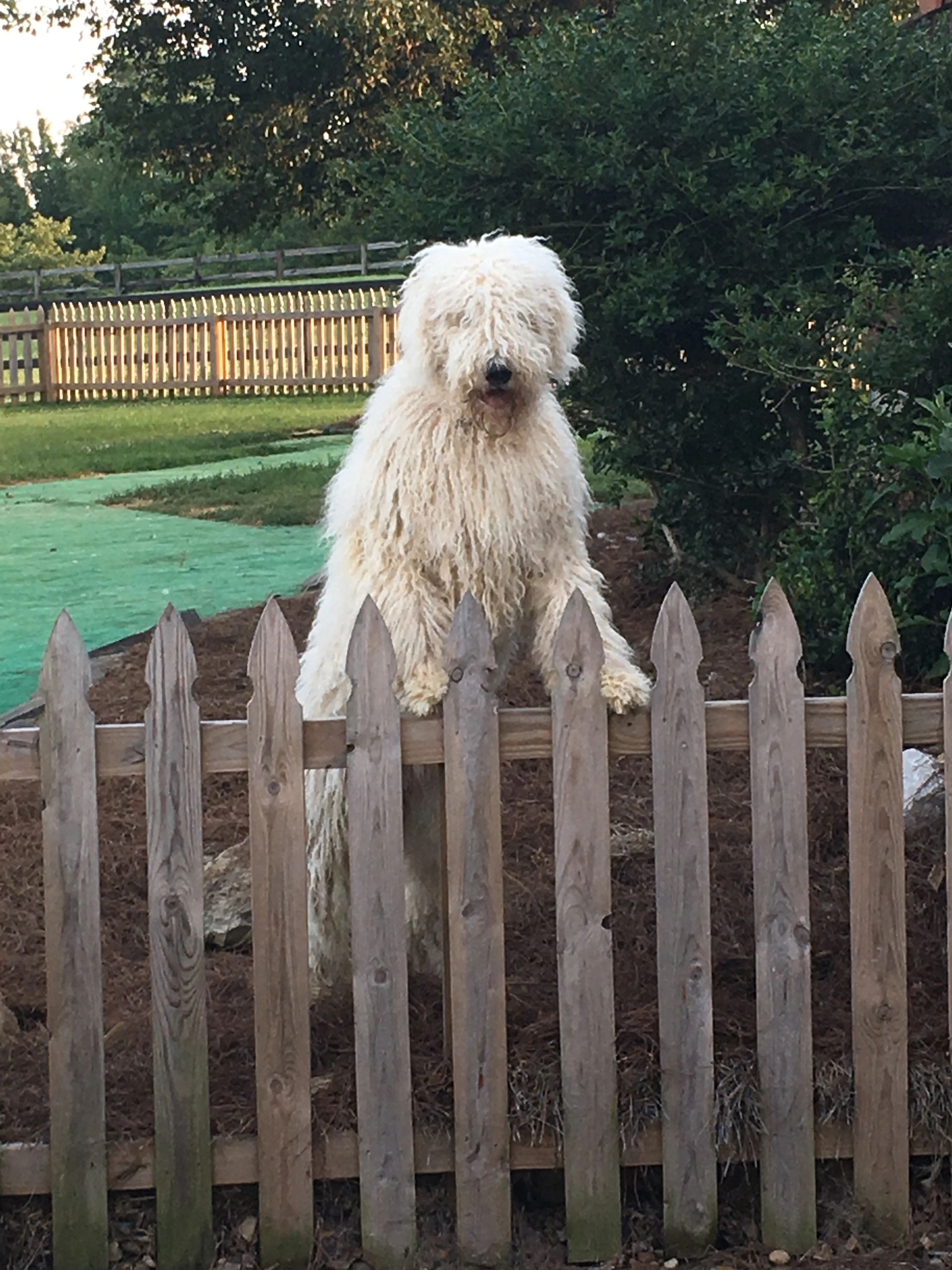 Komondor hotsell newfoundland mix