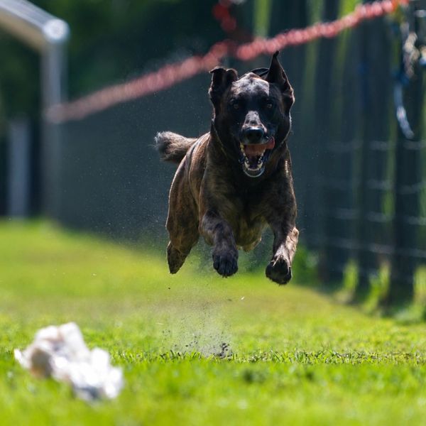 A dog joyfully leaps forward on grass.