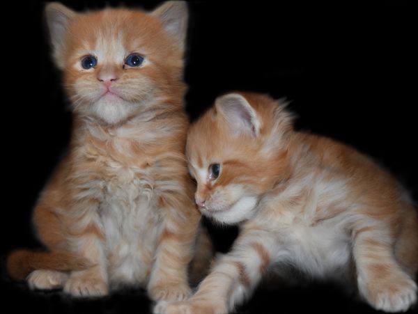 Purebred Maine Coon Kitten Cat Kittens Cats Seattle Tacoma Washington Oregon Idaho California
