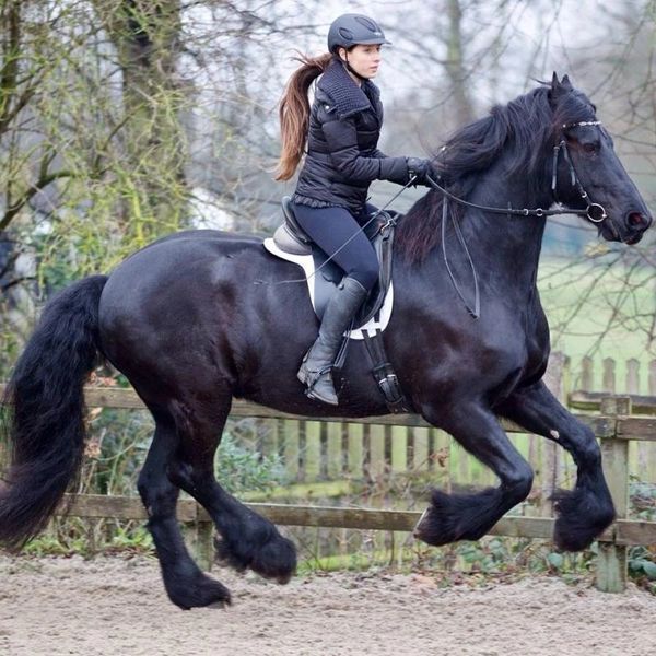 Nesli has been a committed student of ¨Art of Riding,¨ an equestrian training method employed by Min