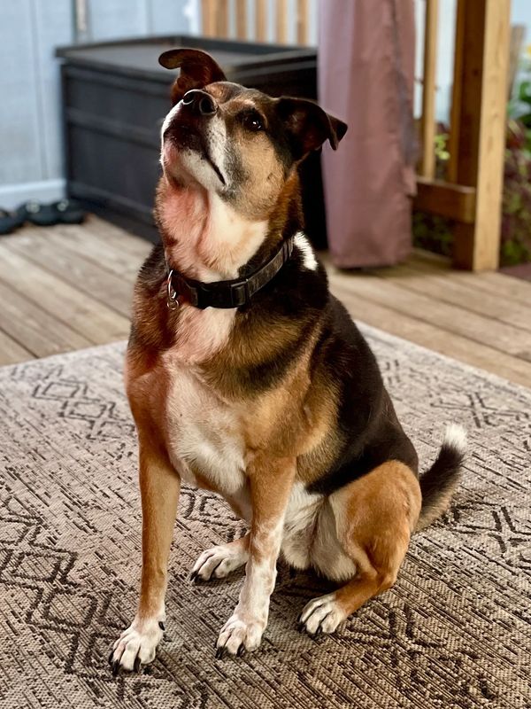 Hank, the namesake of Hank's Bark Box