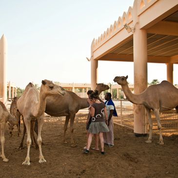 Camels