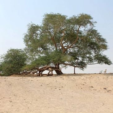 A very old tree in Bahrain