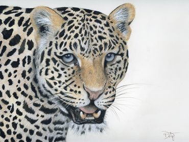 Leopard On The Prowl